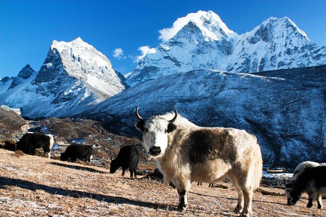 Everest Helicopter Tour - Key Highlights You’ll Care About