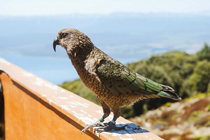 Scenic Helicopter & Kepler Guided Hike from Te Anau with Lunch - Boat Return to Te Anau: Legs Up, Views On