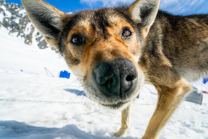 Seward: Helicopter Glacier Dogsled Tour with 2 Landings - Should you book this Seward helicopter glacier dogsled tour?